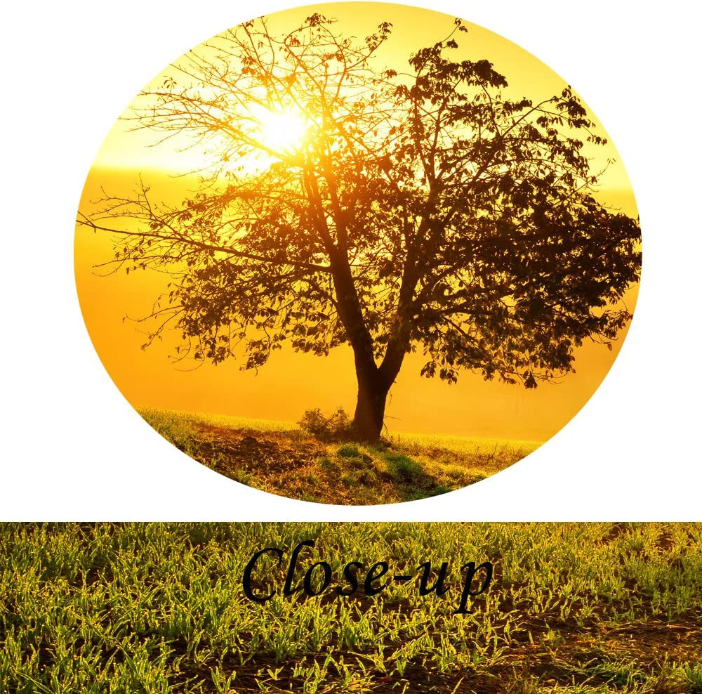 - Large 5 Piece Canvas Wall Art Idyllic Rural Landscape in Golden Light Dawn Farm Tree Picture Prints Modern Home Decor Stretched and Framed Ready to Hang (Large Size 60X32Inch)